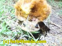 /home//u458753944/public_html/sourcegallery//Roxborough Toad Detour/2022/2022-04-26/P4261101.JPG